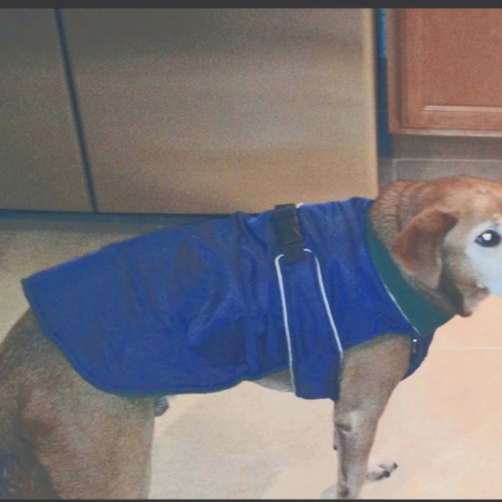 Blue Dog Jacket